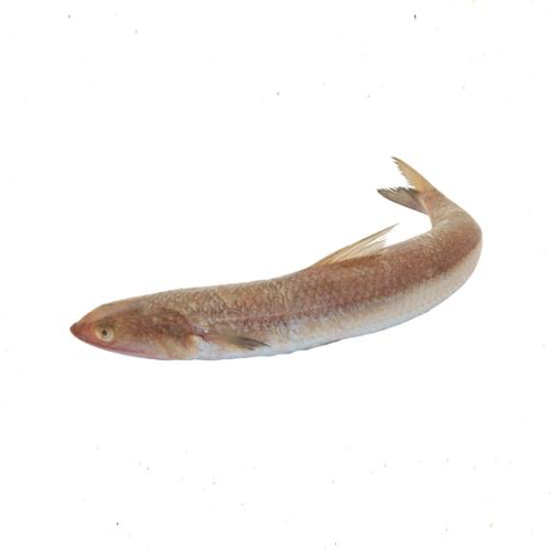 سمك مكرونة بلدي طازج 1 كيلو - Fresh Baladi Kakiyan (Makarona) Fish 1kg